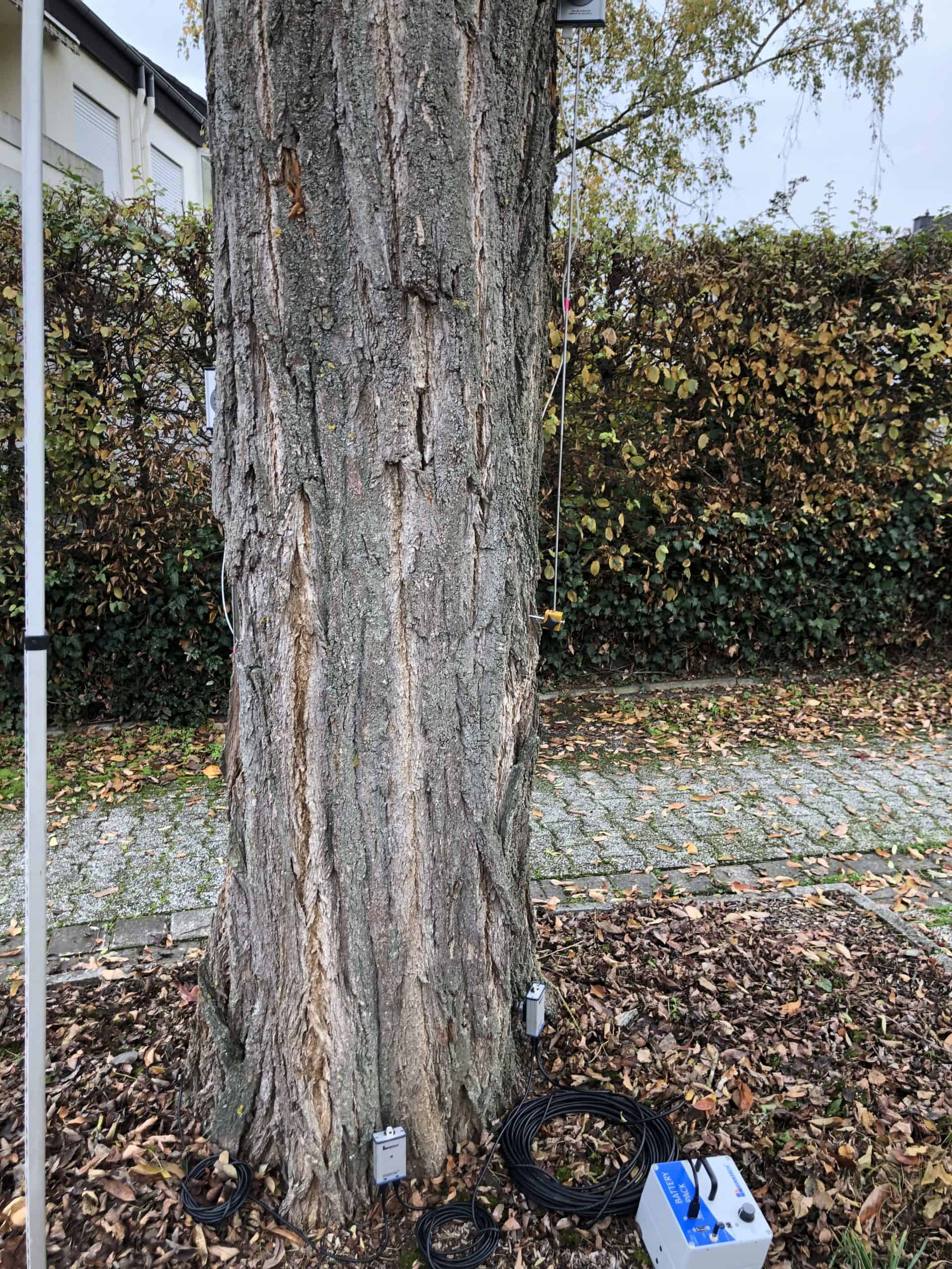 Baumhöhe und Stabilität messen.