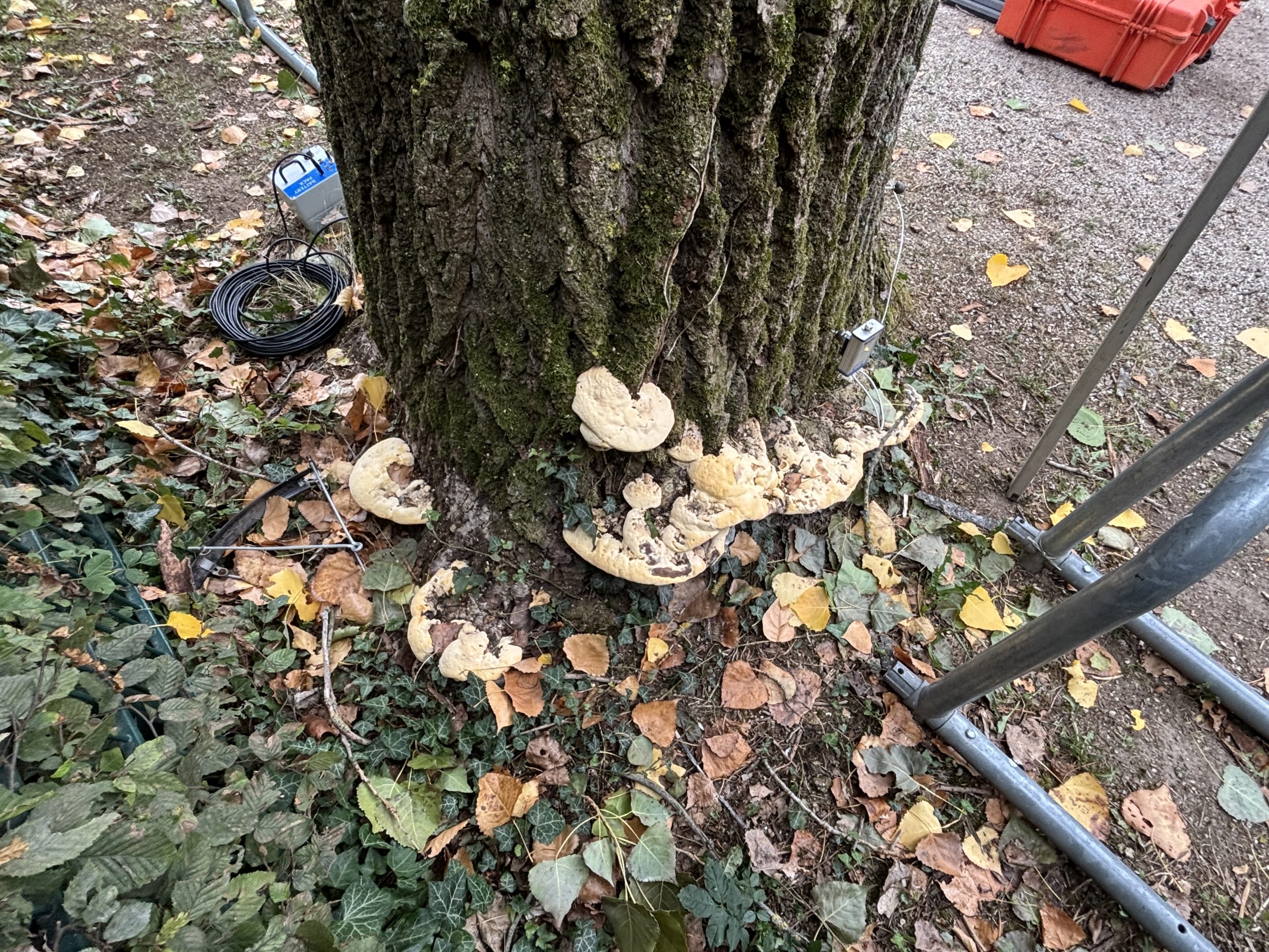 Großer Pilz an Pappelstammfuss