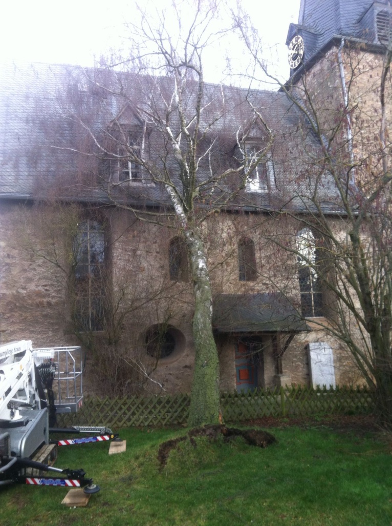 Verkehrssicherungspflicht, Einbruch Windbruch, Birke liegt auf Kirche, Verkehrssicherungspflicht