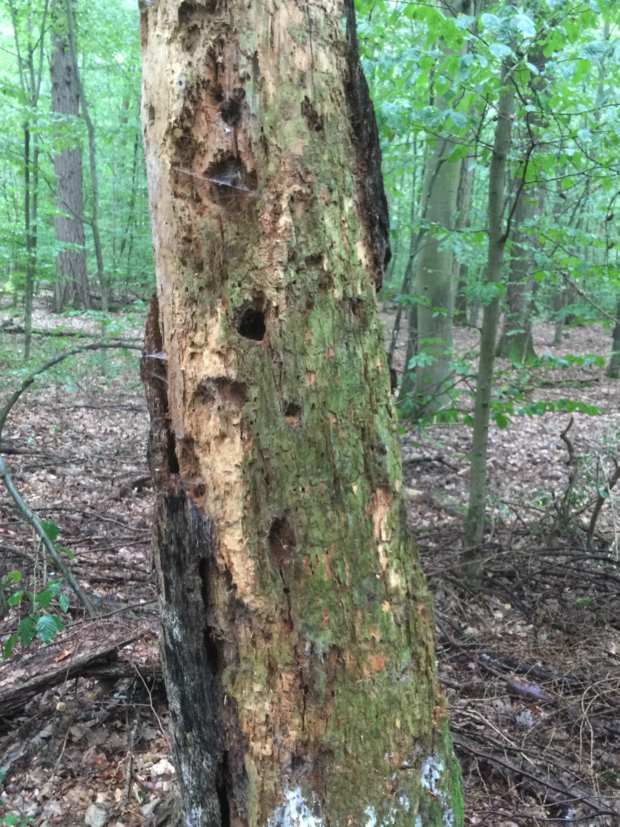 VTA in der Baumkontrolle mit sichtbaren Defektsymptomen an einem Baum