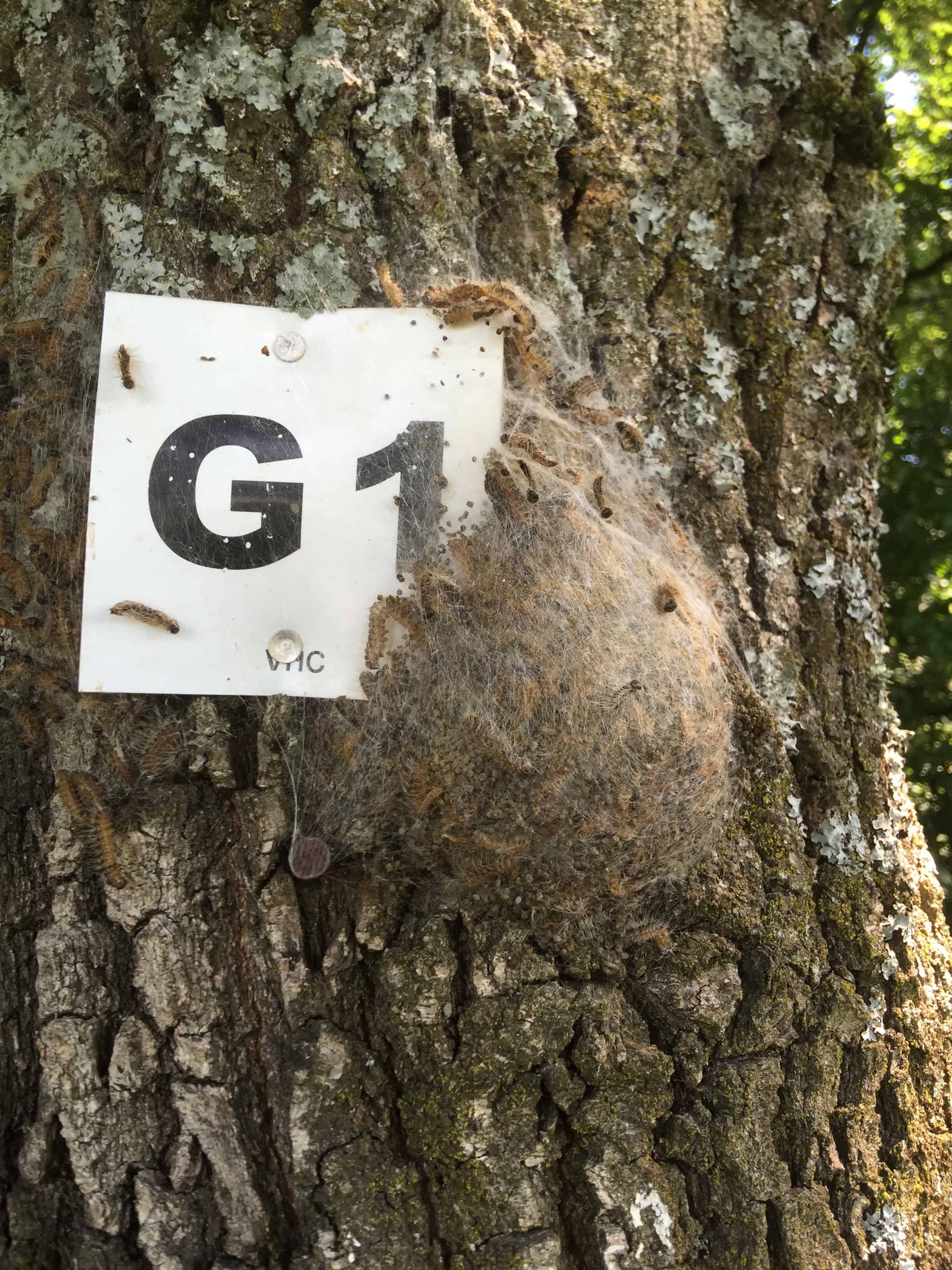 Baum mit G1 Markierung und Knoten am Stamm.