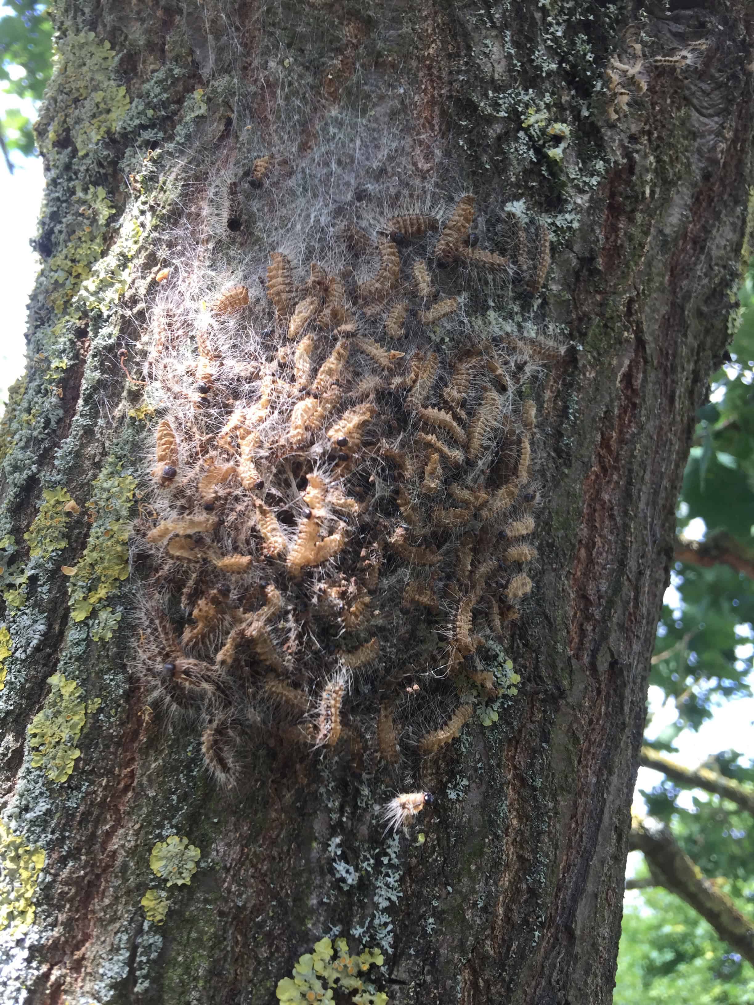 Bienen auf Baumstamm bei Baumdoktor Alexander Kraus.