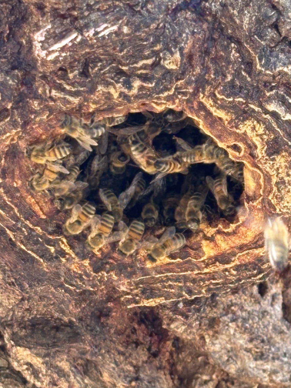Artenschutz Wildbienen an einer Eiche als Beispiel für Artenschutz in der Baumpflege